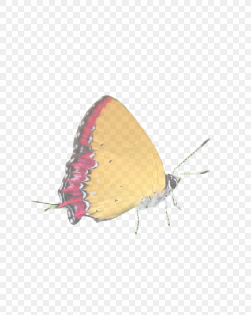 Butterfly Insect Moths And Butterflies Lycaenid Pollinator, PNG, 1784x2240px, Butterfly, Brushfooted Butterfly, Cloudless Sulphur, Insect, Lycaenid Download Free