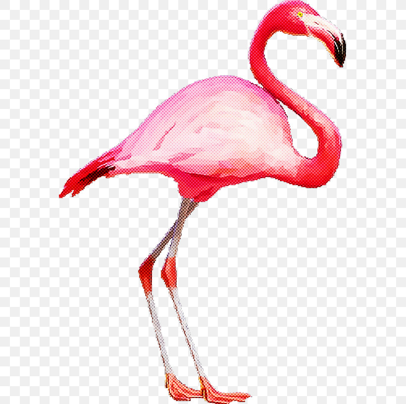 Flamingo, PNG, 582x816px, Birthday, Flamingo, Flamingo Sticker, Greeting Card, Interior Design Services Download Free