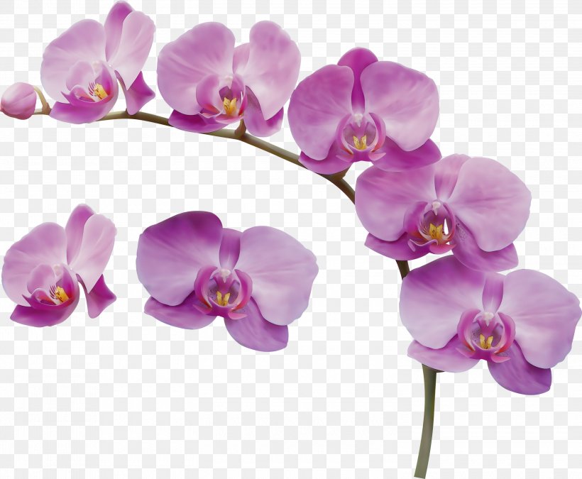 Flower Flowering Plant Moth Orchid Violet Purple, PNG, 3000x2471px, Watercolor, Flower, Flowering Plant, Lilac, Moth Orchid Download Free