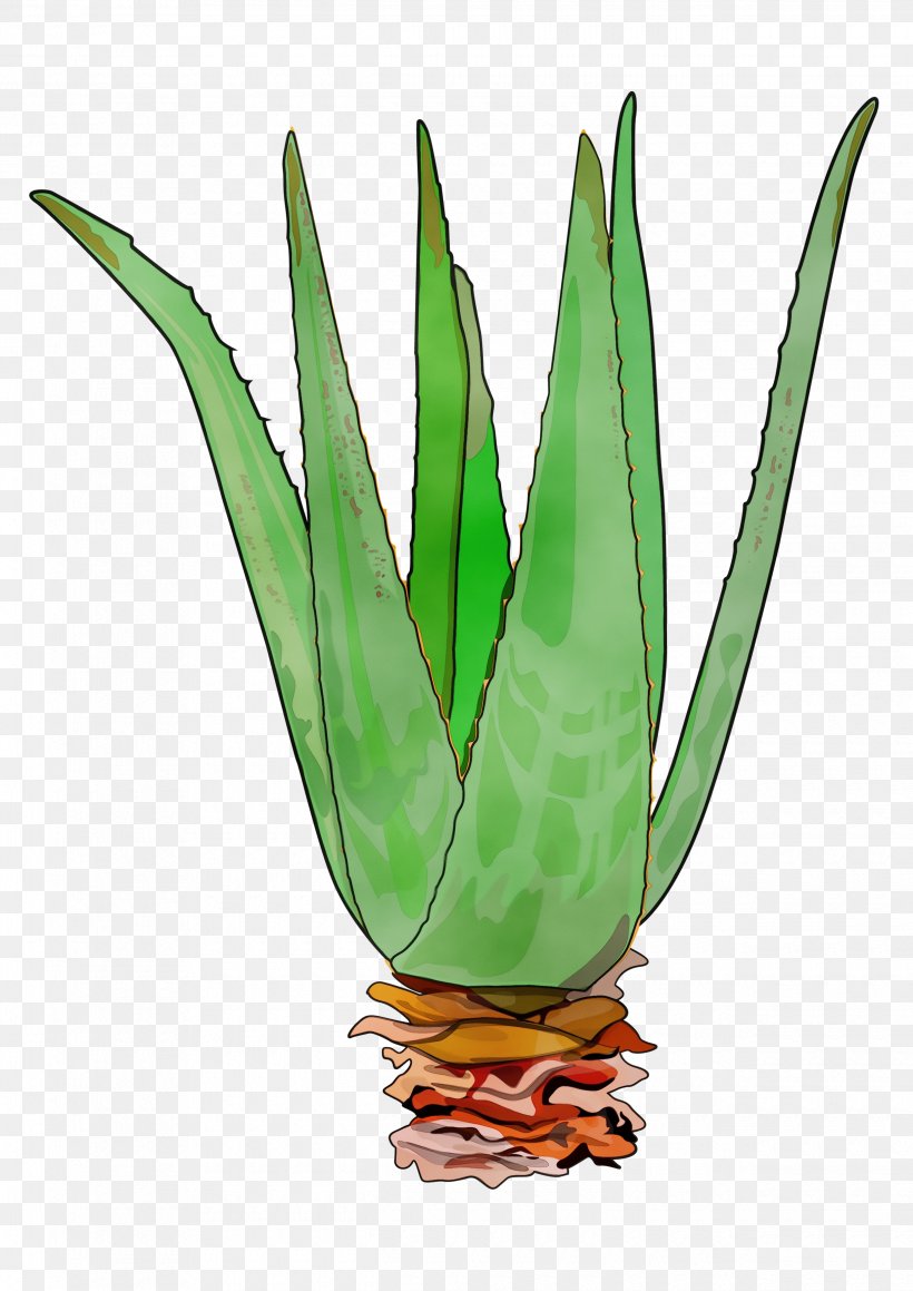 Leaf Plant Aloe Terrestrial Plant Agave, PNG, 2480x3508px, Watercolor, Agave, Agave Azul, Aloe, Flower Download Free