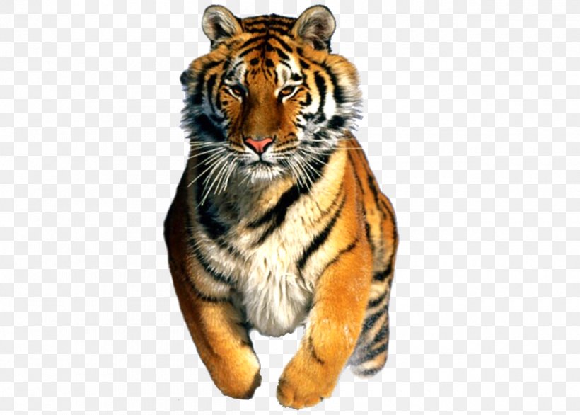Siberian Husky Siberian Tiger Cat Felidae, PNG, 1260x901px, Siberian Husky, Animal, Bengal Tiger, Big Cat, Big Cats Download Free