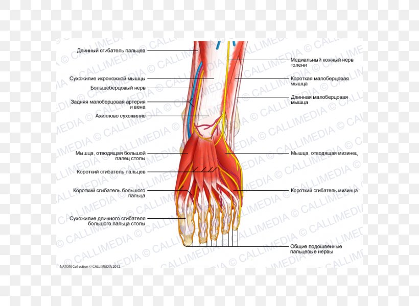 Thumb Flexor Digitorum Longus Muscle Nerve Flexor Hallucis Longus Muscle, PNG, 600x600px, Watercolor, Cartoon, Flower, Frame, Heart Download Free