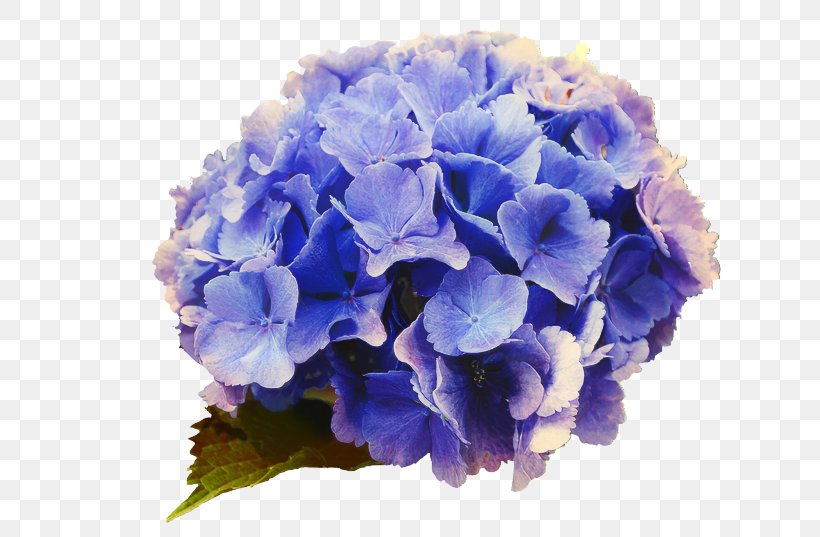 Blue Watercolor Flowers, PNG, 639x537px, Hydrangea, Blue, Bouquet, Color, Cornales Download Free