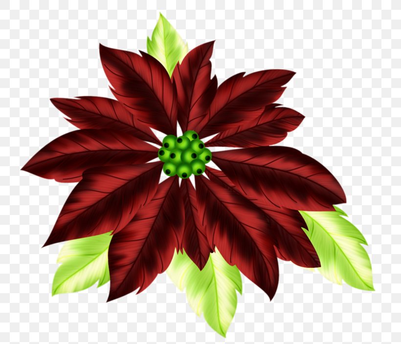 Christmas Poinsettia Clip Art, PNG, 800x704px, Christmas, Blog, Christmas Decoration, Christmas Tree, Flower Download Free