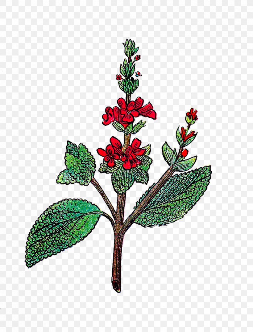 Drawing, PNG, 1218x1600px, Drawing, Aquifoliaceae, Aquifoliales, Art, Branch Download Free