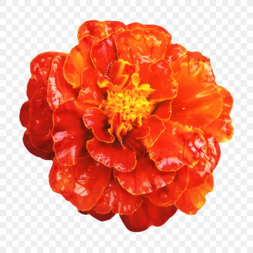 Flower Pot Drawing, PNG, 2000x2000px, Marigold, Artificial Flower, Begonia, Bloom, Blossom Download Free