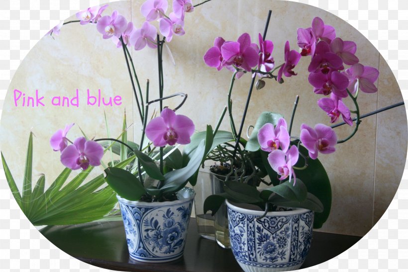 Moth Orchids Flowerpot Herbaceous Plant, PNG, 3318x2212px, Moth Orchids, Flora, Flower, Flowering Plant, Flowerpot Download Free