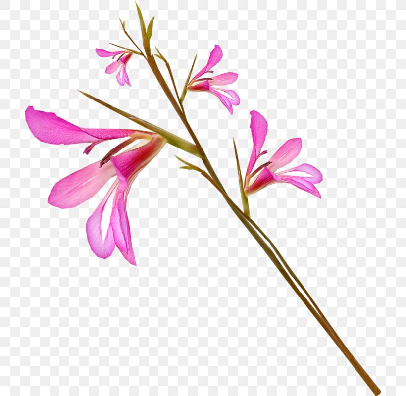 Photography Flower Clip Art, PNG, 720x800px, Photography, Branch, Cut Flowers, Digital Image, Flora Download Free