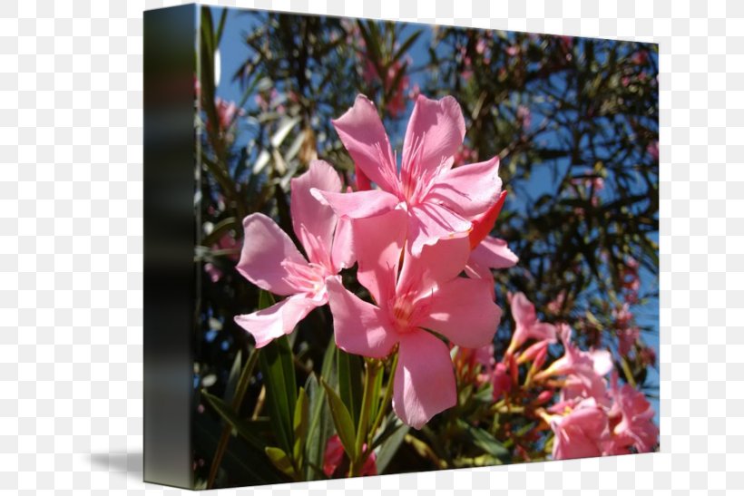 Pink M Flowering Plant RTV Pink Wildflower, PNG, 650x547px, Pink M, Flora, Flower, Flowering Plant, Petal Download Free