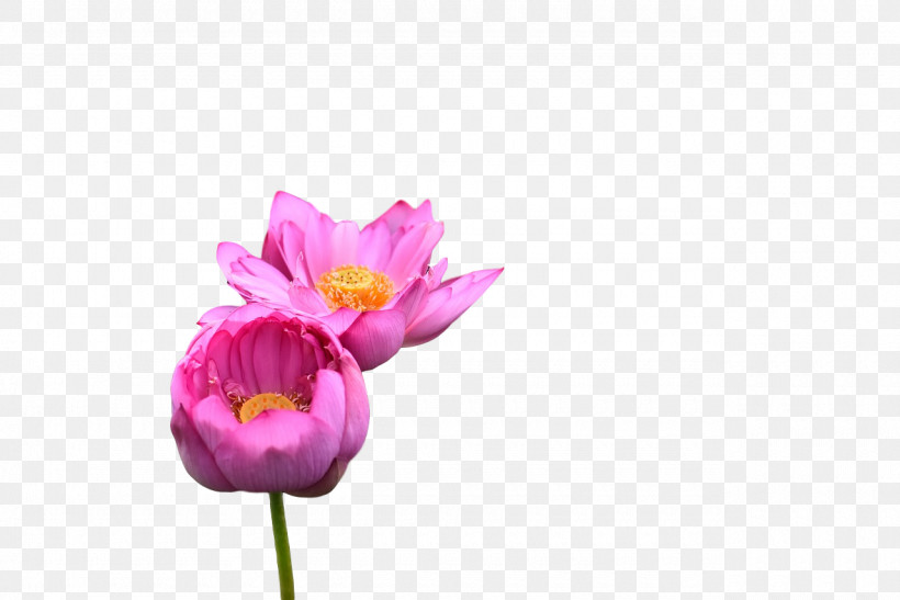 Plant Stem Cut Flowers Tulip Petal Bud, PNG, 1280x854px, Plant Stem, Biology, Bud, Closeup, Cut Flowers Download Free