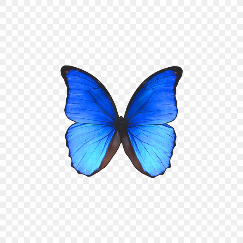 Rio De Janeiro Butterfly Morpho Didius, PNG, 1181x1181px, Rio De Janeiro, Blue, Brazil, Brush Footed Butterfly, Butterfly Download Free