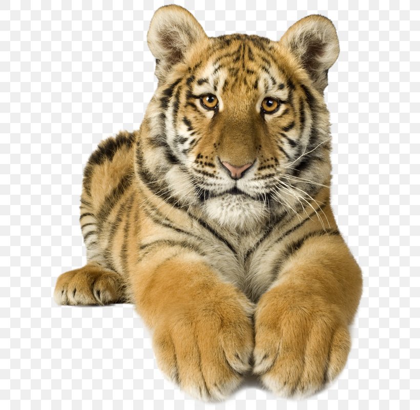 Tiger Paw, PNG, 616x800px, Bengal Tiger, Adaptation, Animal Figure, Drawing, Fur Download Free