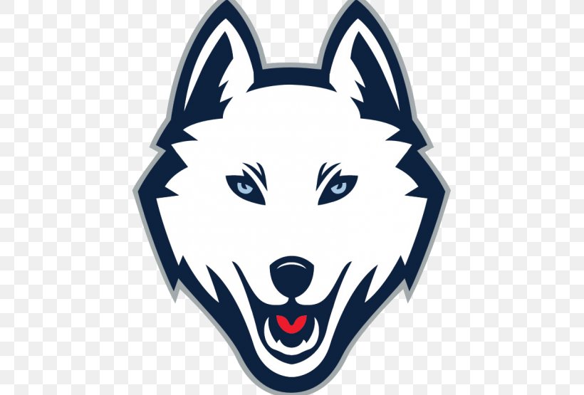 University Of Connecticut Connecticut Huskies Women's Basketball Connecticut Huskies Men's Basketball Connecticut Huskies Baseball Connecticut Huskies Men's Ice Hockey, PNG, 555x555px, University Of Connecticut, Art, Basketball, Carnivoran, Connecticut Download Free