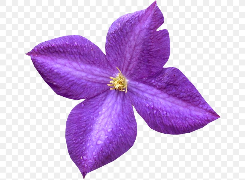 Violet Petal Purple Leather Flower, PNG, 658x605px, Violet, Clematis, Flower, Leather Flower, Lilac Download Free