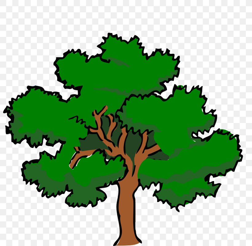 White Oak Tree Swamp Spanish Oak Clip Art, PNG, 800x800px, White Oak, Artwork, Computer, Drawing, Flora Download Free