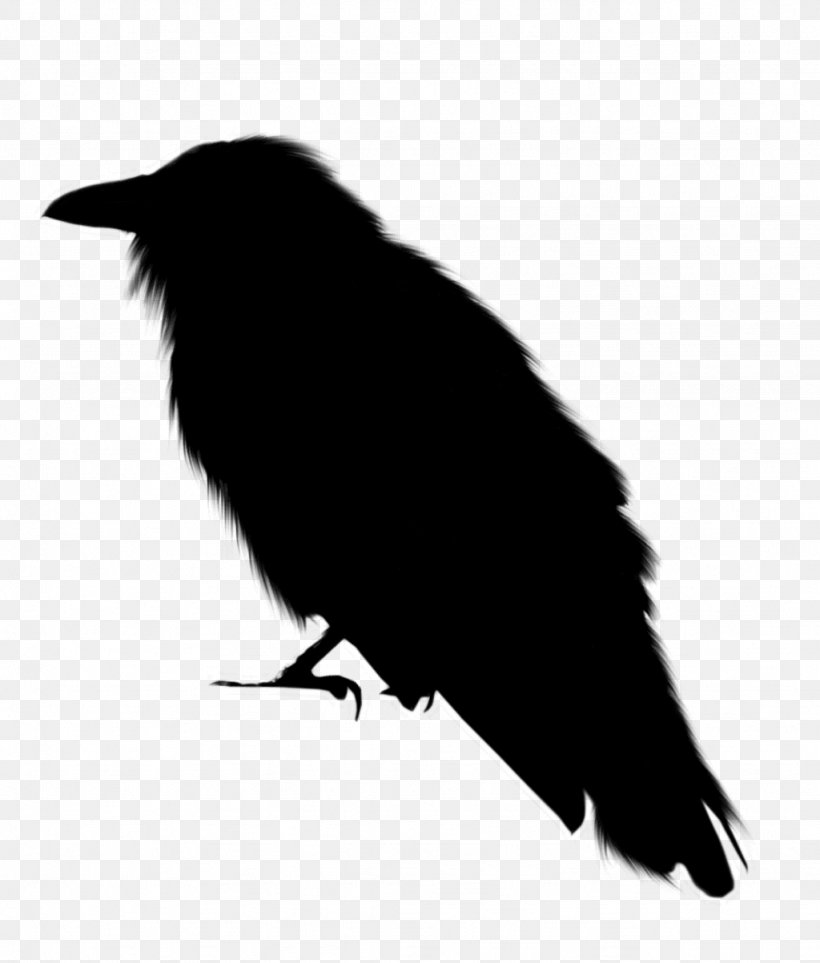 American Crow New Caledonian Crow Rook Common Raven, PNG, 1024x1203px, American Crow, Beak, Bird, Blackbird, Common Raven Download Free