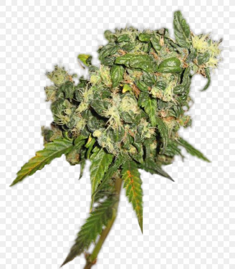 Cannabis, PNG, 1400x1600px, Cannabis, Hemp, Hemp Family, Plant Download Free