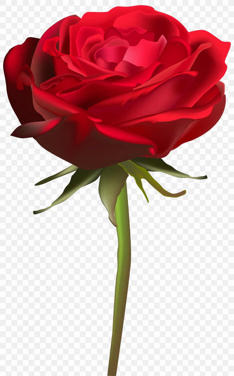 Cut Flowers Garden Roses Clip Art, PNG, 4982x8000px, Flower, Artificial Flower, Centifolia Roses, Color, Cut Flowers Download Free
