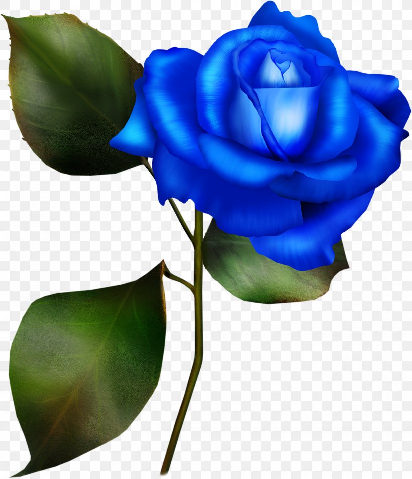 Garden Roses Clip Art, PNG, 1325x1544px, Garden Roses, Blue, Blue Rose, Bud, Cut Flowers Download Free