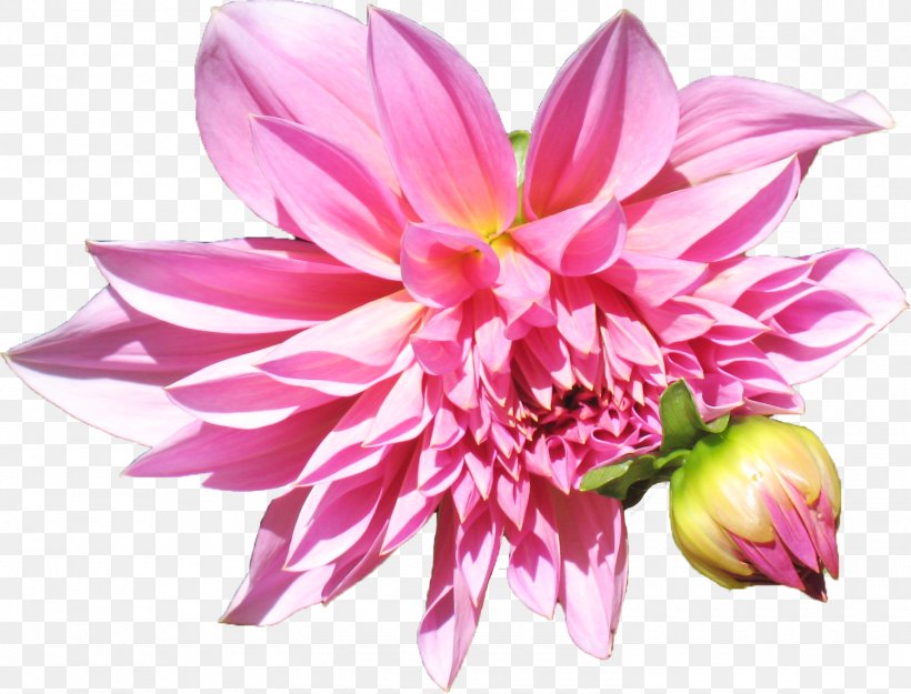Health Well-being Dahlia Cut Flowers Healing, PNG, 1500x1144px, Health, Annual Plant, Chrysanthemum, Chrysanths, Cut Flowers Download Free