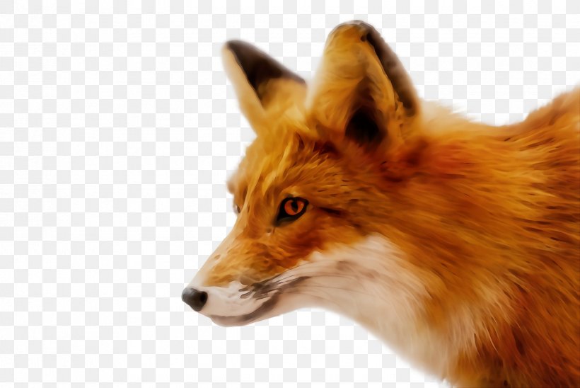 Red Fox Fox Dhole Wildlife Snout, PNG, 2448x1636px, Watercolor, Dhole, Dog, Fox, Paint Download Free