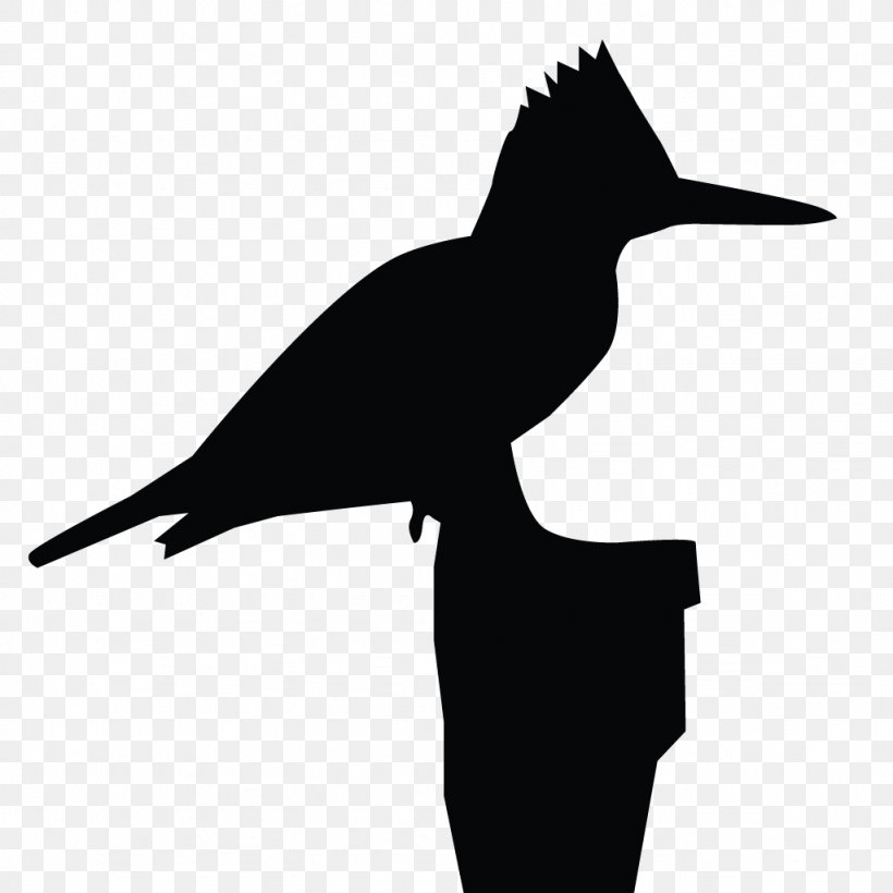 Clip Art Belted Kingfisher All About Birds, PNG, 1024x1024px, Kingfisher, All About Birds, Beak, Belted Kingfisher, Bird Download Free