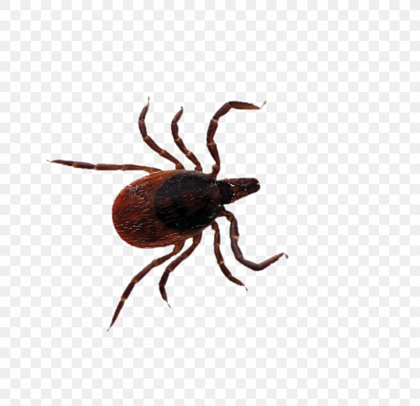Deer Tick Lyme Disease Tick-borne Disease, PNG, 1408x1364px, Tick, Argasidae, Arthropod, Babesiosis, Beetle Download Free
