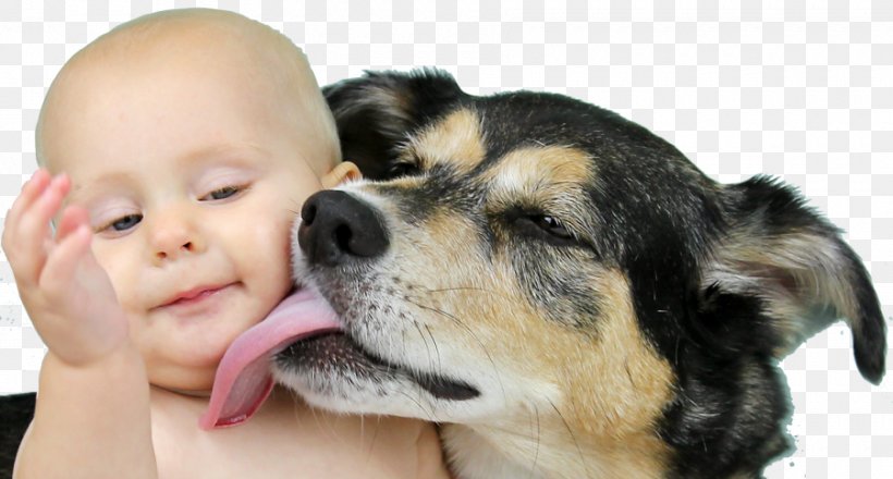 Dog Stock Photography Infant Royalty-free, PNG, 900x483px, Dog, Carnivoran, Child, Companion Dog, Dog Breed Download Free