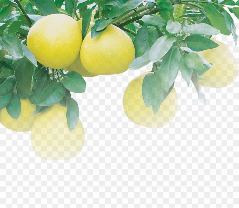 Lemon Pomelo Juice Grapefruit Citron, PNG, 11220x9775px, Juice, Apple, Auglis, Branch, Citron Download Free