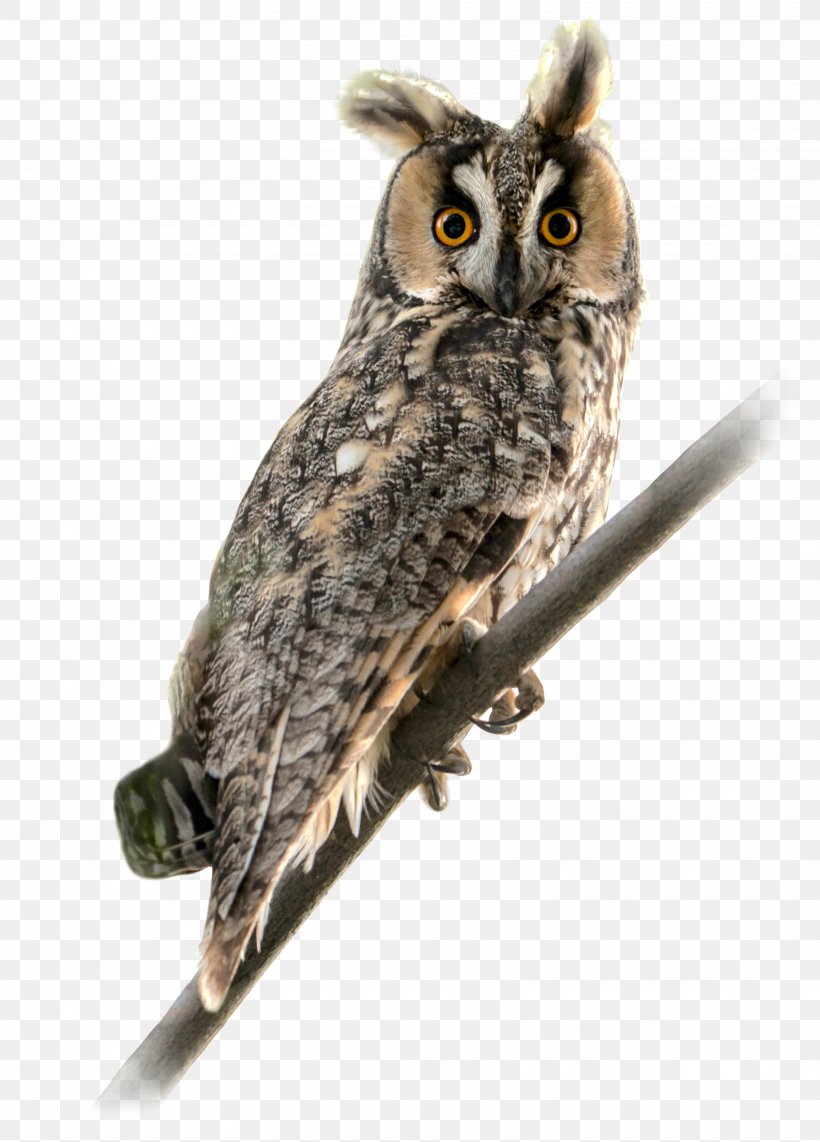 Long-eared Owl Bird Of Prey Short-eared Owl, PNG, 3231x4500px, Owl, Agriculture, Animal, Beak, Bird Download Free