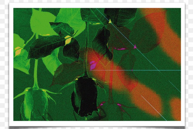 Petal Fauna Green Painting, PNG, 1002x673px, Petal, Art, Branch, Branching, Fauna Download Free