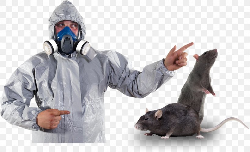 Rat Royalty-free Stock Photography Pest Control, PNG, 966x590px, Rat, Deratizace, Fotolia, Istock, Pest Download Free