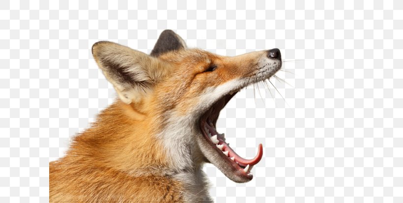 Red Fox Yawn Fur DeviantArt, PNG, 620x413px, Red Fox, Animal, Carnivoran, Deviantart, Dog Breed Download Free