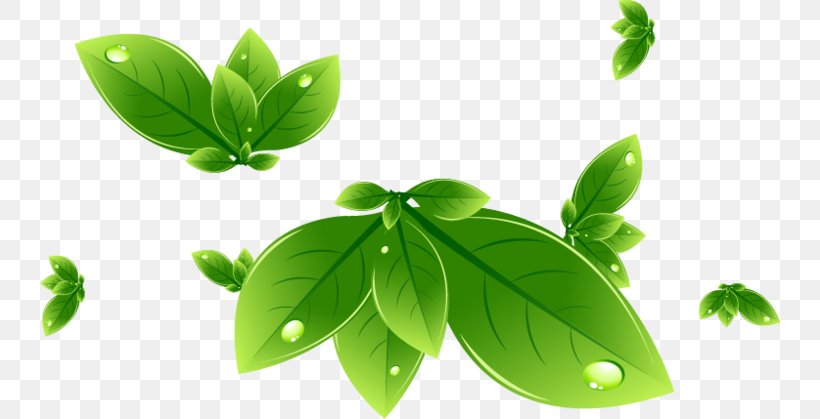 Leaf Swag, PNG, 740x419px, Leaf, Basil, Drop, Herb, Plant Download Free