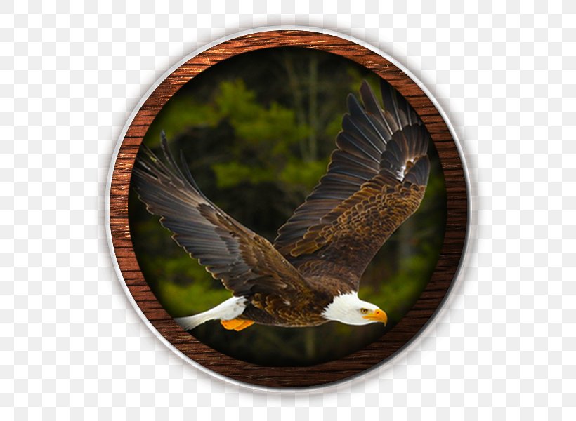 Bald Eagle United States Bible Isaiah 40, PNG, 600x600px, Bald Eagle, Accipitriformes, Beak, Bible, Bird Download Free