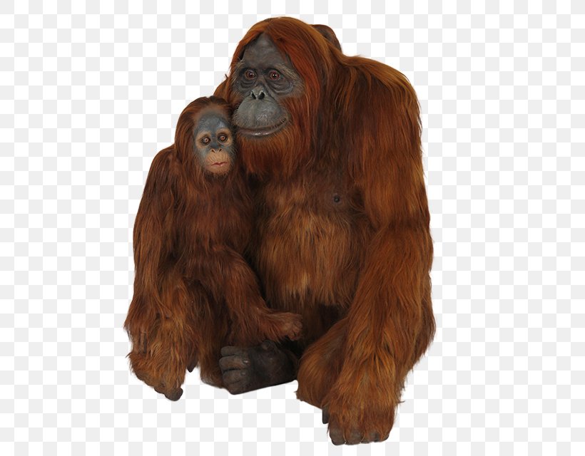 Chimpanzee Gorilla Orangutan, PNG, 640x640px, Chimpanzee, Animal, Bornean Orangutan, Digital Image, Fur Download Free