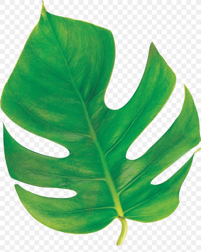 Leaf Clip Art Plant Stem Image, PNG, 1242x1558px, Leaf, Drawing, Geometry, Leaflet, Monstera Download Free