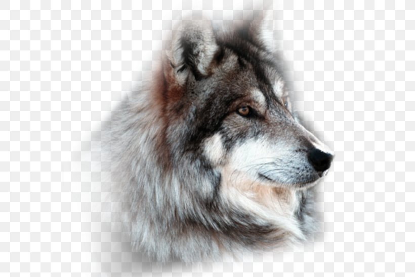 Saarloos Wolfdog Tamaskan Dog Canadian Eskimo Dog Utonagan Dog Breed, PNG, 588x549px, Saarloos Wolfdog, Alaskan Tundra Wolf, Animal, Canadian Eskimo Dog, Canis Download Free