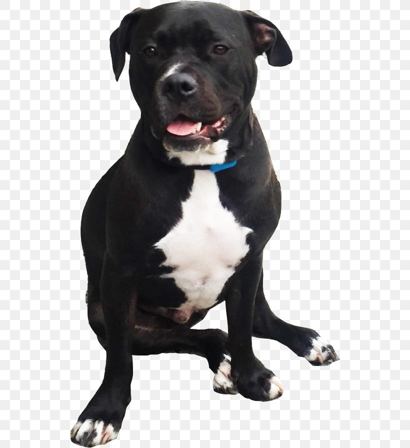 American Pit Bull Terrier Dog Breed Staffordshire Bull Terrier American Staffordshire Terrier American Bulldog, PNG, 540x896px, American Pit Bull Terrier, American Bulldog, American Staffordshire Terrier, Breed, Bull Terrier Download Free