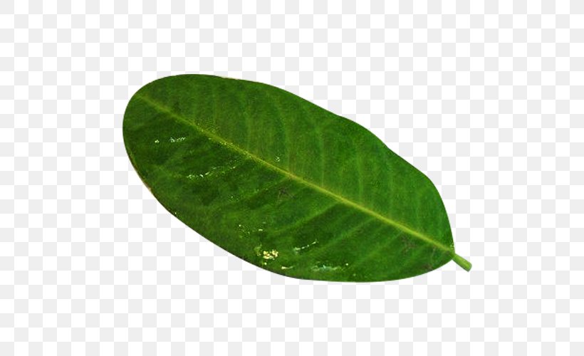 Leaf Green Plant Pathology, PNG, 600x500px, Leaf, Green, Pathology, Plant, Plant Pathology Download Free