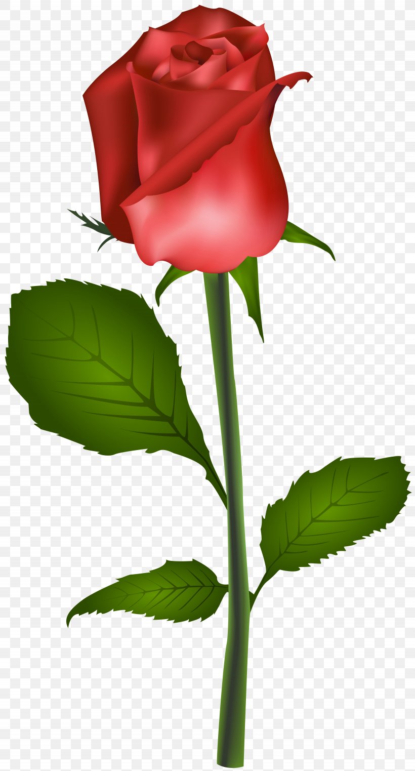Rose Flower Red Clip Art, PNG, 4305x8000px, Best Roses, Blue Rose, Bud, Camera, Cut Flowers Download Free