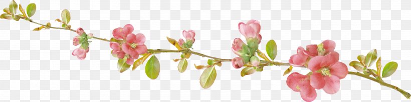 Spring Gerber Format Clip Art, PNG, 3430x857px, Spring, Banco De Imagens, Blossom, Branch, Bud Download Free