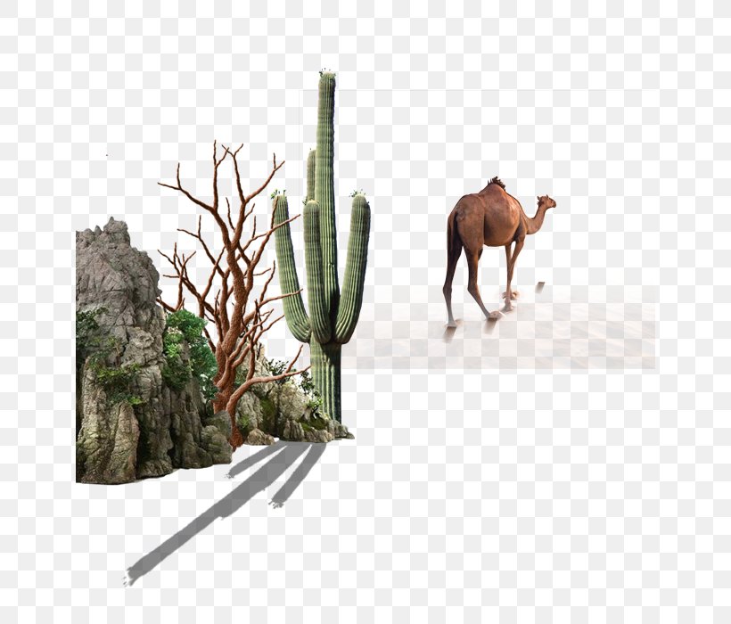 Camel, PNG, 650x700px, Camel, Artworks, Branch, Fauna, Grass Download Free