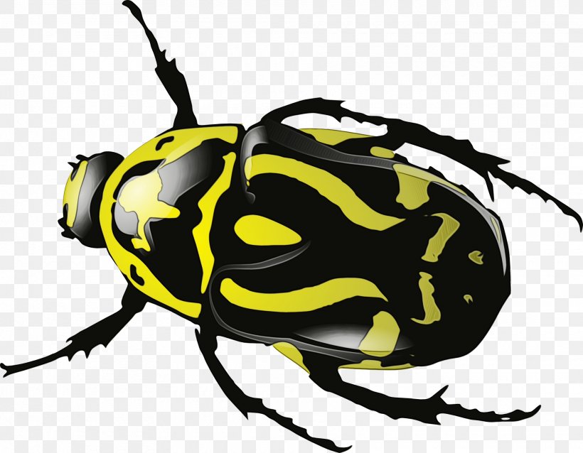 Insect Beetle Pest Clip Art Wasp, PNG, 1920x1496px, Watercolor, Beetle, Blister Beetles, Insect, Membranewinged Insect Download Free