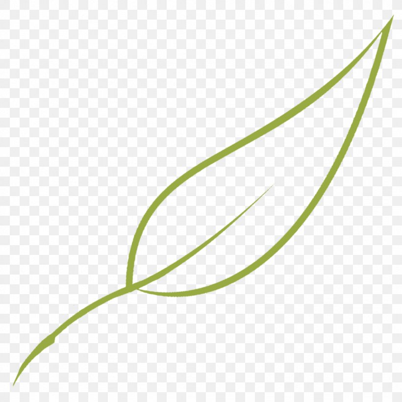 Leaf Green Grasses Graphics Plant Stem, PNG, 1024x1024px, Leaf, Grass, Grass Family, Grasses, Green Download Free
