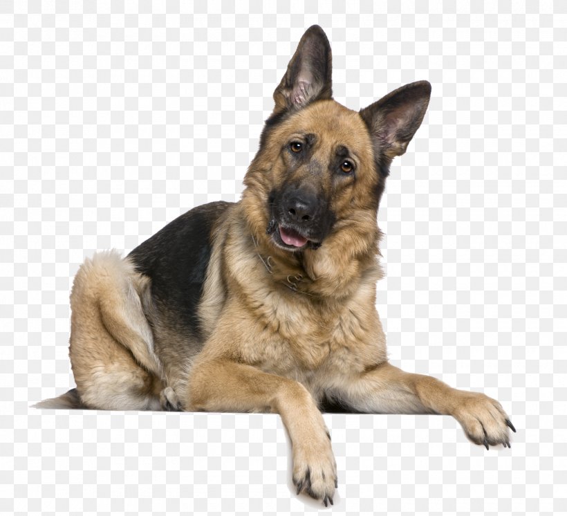Old German Shepherd Dog Dog Breed, PNG, 1600x1457px, German Shepherd, Breed, Carnivoran, Coat, Dog Download Free