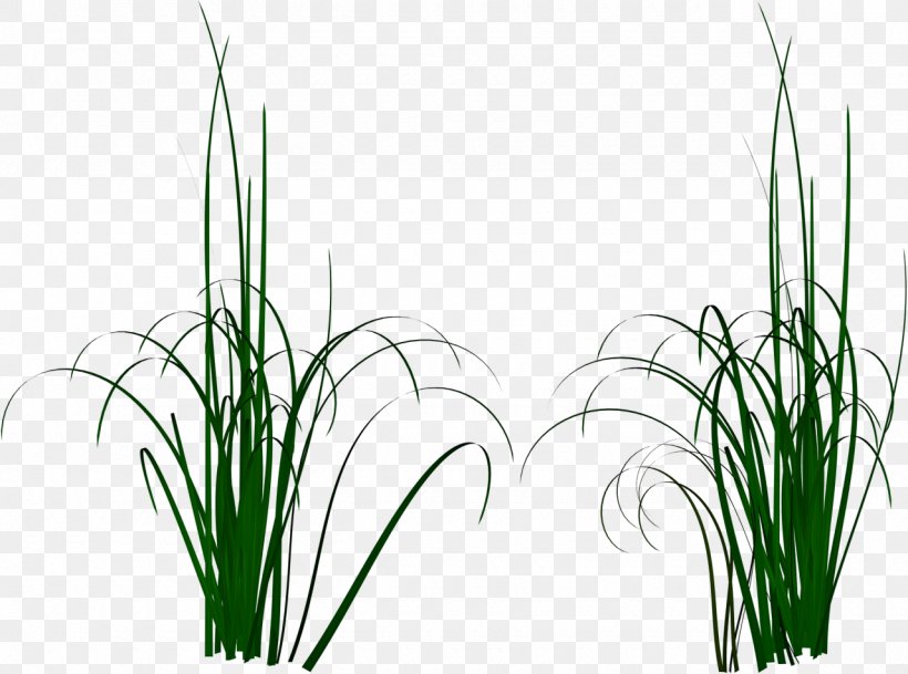 Photography Download Clip Art, PNG, 1280x952px, Photography, Chrysopogon Zizanioides, Commodity, Flowering Plant, Grass Download Free