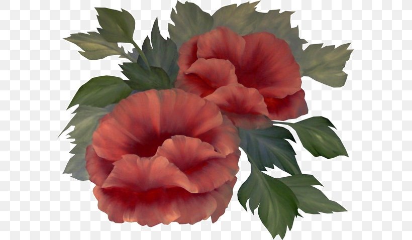 Tiff, PNG, 591x478px, Tiff, Annual Plant, Begonia, Flower, Flowering Plant Download Free