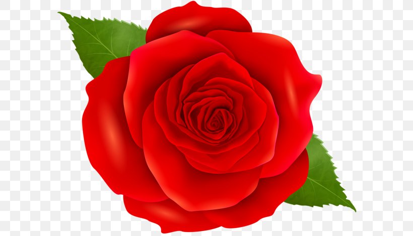 Garden Roses Blue Rose Clip Art Flower, PNG, 600x470px, Garden Roses, Beach Rose, Blue, Blue Rose, China Rose Download Free