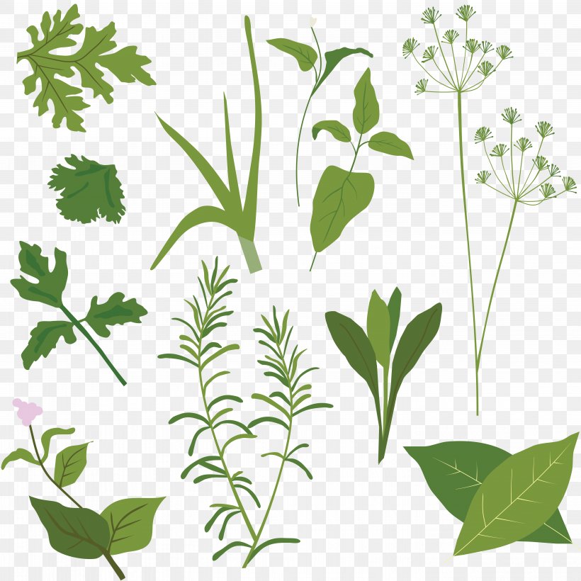 Herb Vector Graphics Clip Art Illustration Spice, PNG, 5601x5602px, Herb, Basil, Branch, Coriander, Dill Download Free